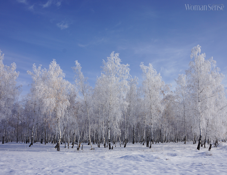 하얀 보석처럼 반짝이는 눈꽃 핀 시베리아 자작나무 숲. 
