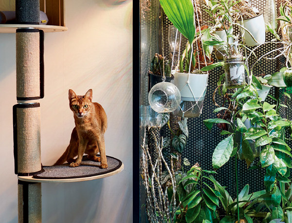 식물과 고양이를 사랑한 한옥 건축가의 집