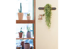 벽을 장식하는 데도 공중 식물이 유용하다. 현관이나 코지 공간의 빈 벽에 후크나 랙을 달고 공중 식물을 걸어주면 된다. 플래그마리아, 디시디아 넘초크 등 거꾸로 자라면서 풍성해지는 식물 등이 좋다. 